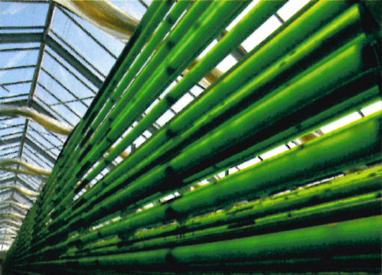 Algenproduktion, ein Zukunftszweig der AGRAR Burgscheidungen eG