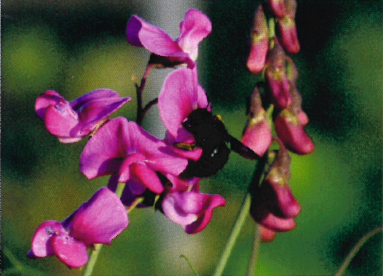 Orchideen rund um die AGRAR Burgscheidungen eG